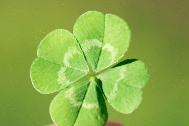 szczęśliwe życie, psychoterapia gestalt, coaching